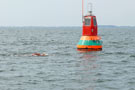 14. Vilmschwimmen 2012 Lauterbach auf Rügen